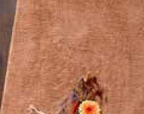 Vloerkleed Mardi Naturel Hoogpolig vloerkleed Mardi in een naturel kleur. Dit vloerkleed is anti-statisch, is kleurvast en geeft extra comfort. Dit artikel is gemaakt van micro polyester en heeft een vilten achterkant. 150x80 centimeter.