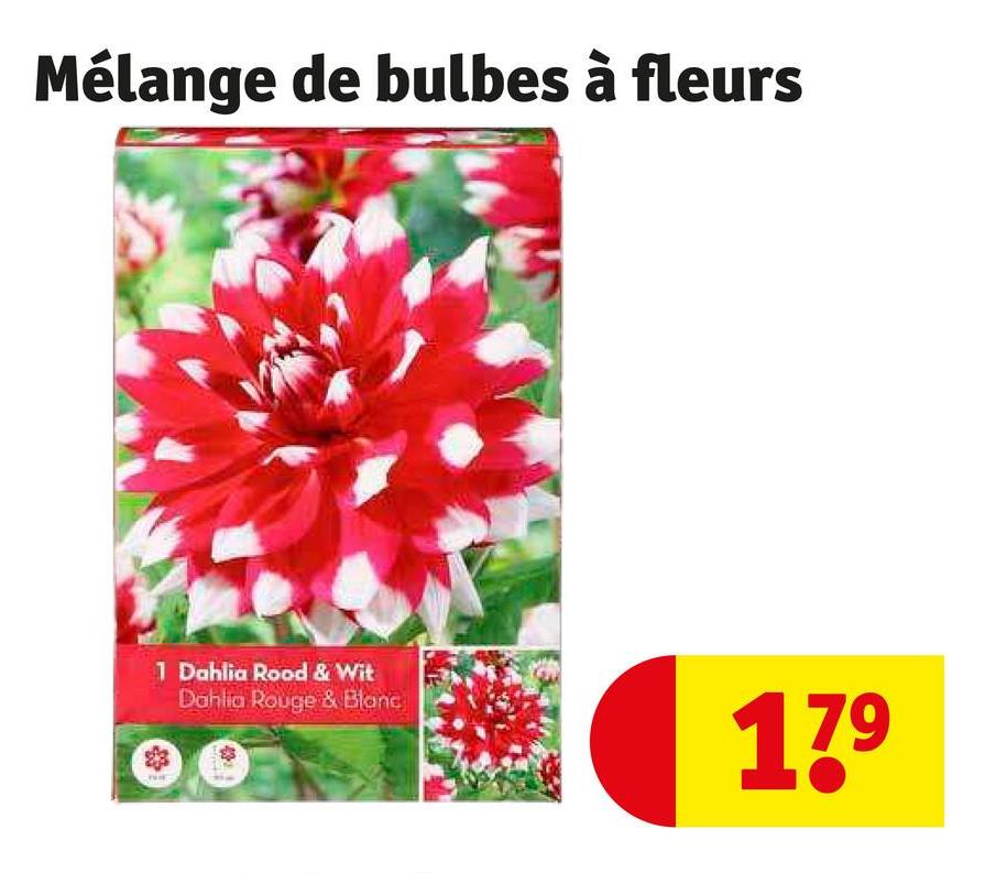 Mélange de bulbes à fleurs
1 Dahlia Rood & Wit
Dahlia Rouge & Blanc
Wint
43
17⁹