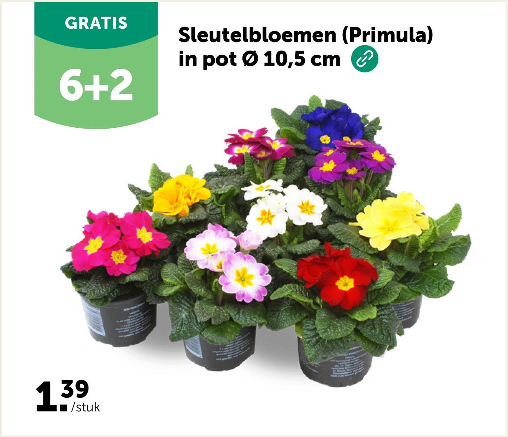 GRATIS
6+2
139
/stuk
V p
4
Sleutelbloemen (Primula)
in pot Ø 10,5 cm
quale P
Wywatno
put P
met gearrtcht
S
