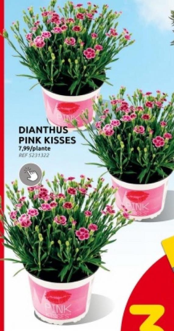 PINK
DIANTHUS
PINK KISSES
7,99/plante
REF 5231322
N