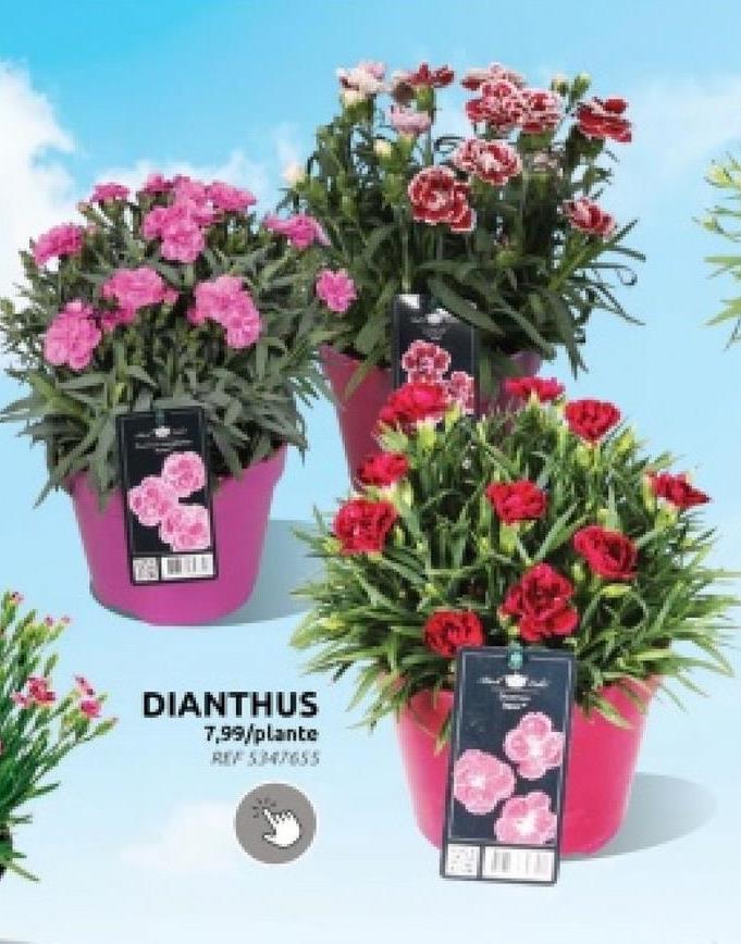 DIANTHUS
7,99/plante
REF 547655