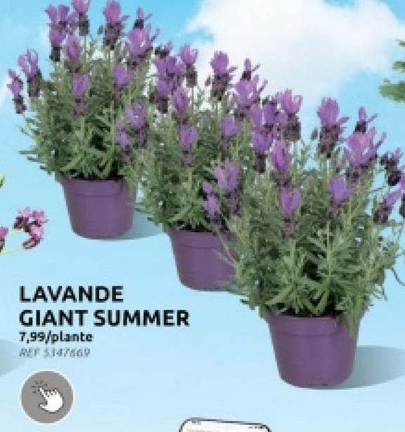 LAVANDE
GIANT SUMMER
7,99/plante
REF 5347669