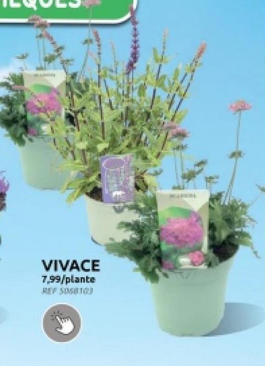 VIVACE
7,99/plante
TARIONA