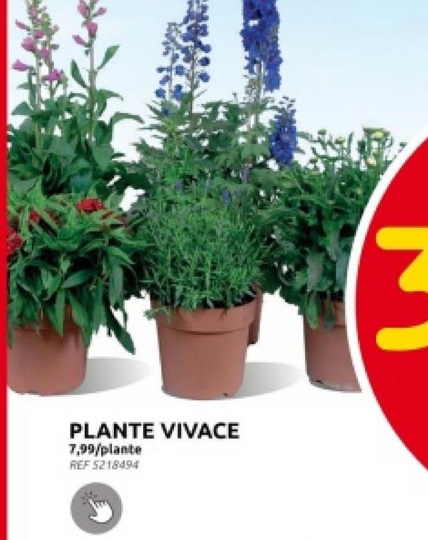 PLANTE VIVACE
7,99/plante
REF 5218494