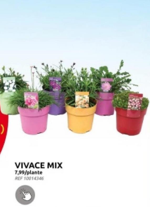 VIVACE MIX
7,99/plante
REF 10014346