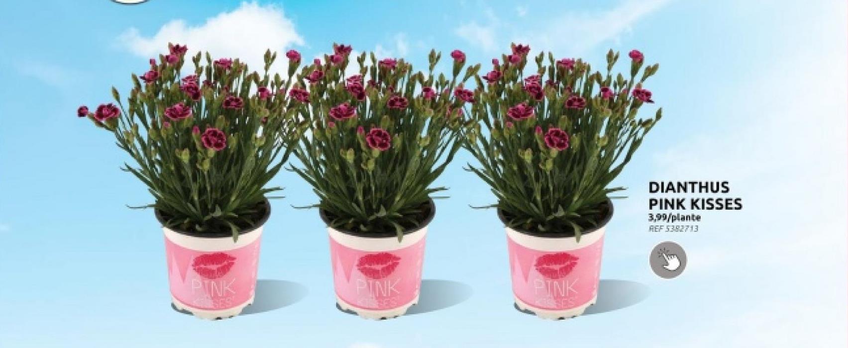 PINK
HES
PINK
PINK
CSES
DIANTHUS
PINK KISSES
3,99/plante
REF 5382713