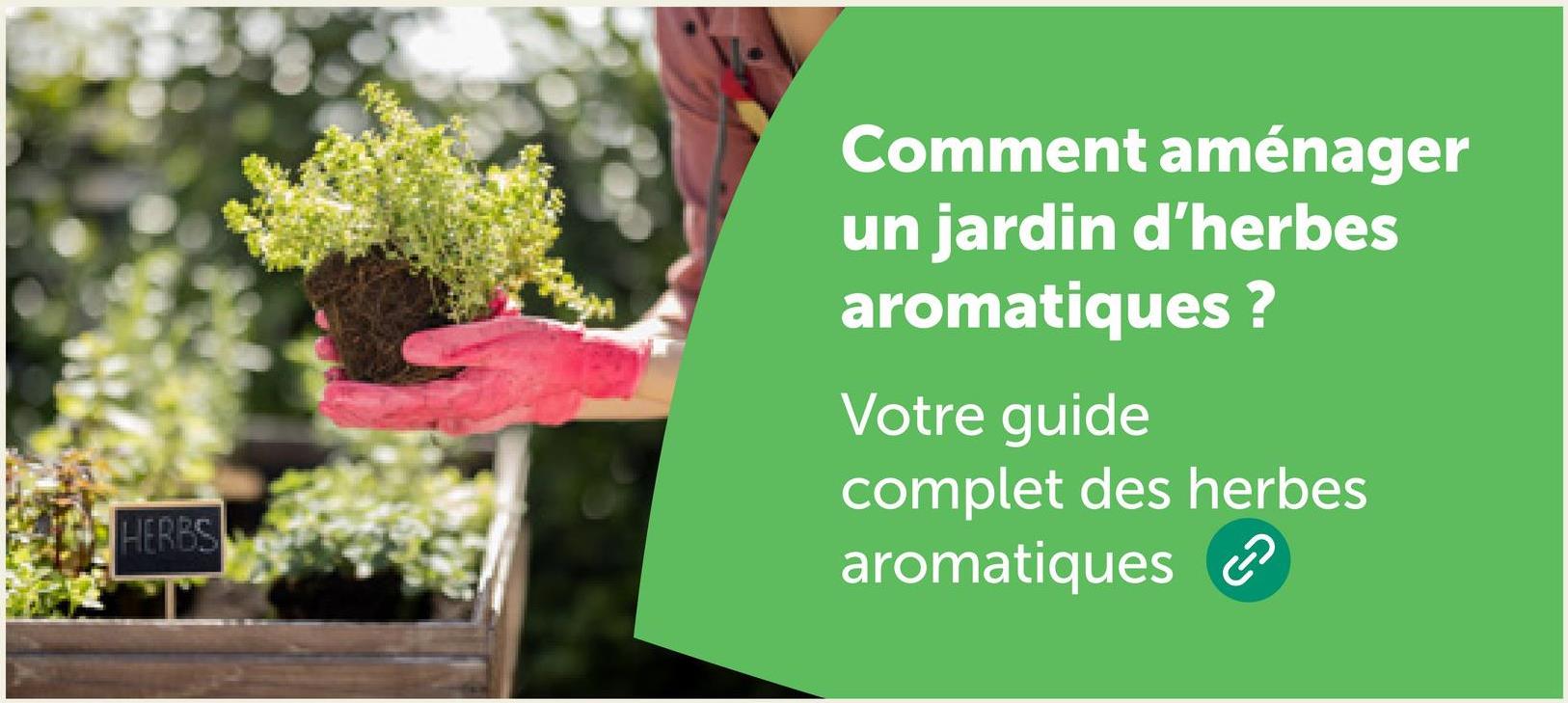 HERBS
Comment aménager
un jardin d'herbes
aromatiques?
Votre guide
complet des herbes
aromatiques