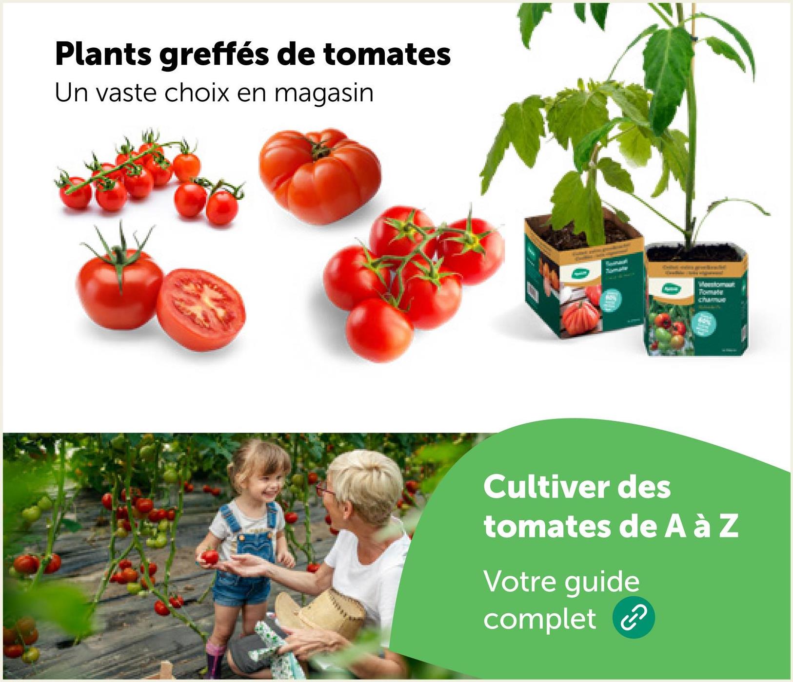 Plants greffés de tomates
Un vaste choix en magasin
0
Mestomat
Cultiver des
tomates de A à Z
Votre guide
complet