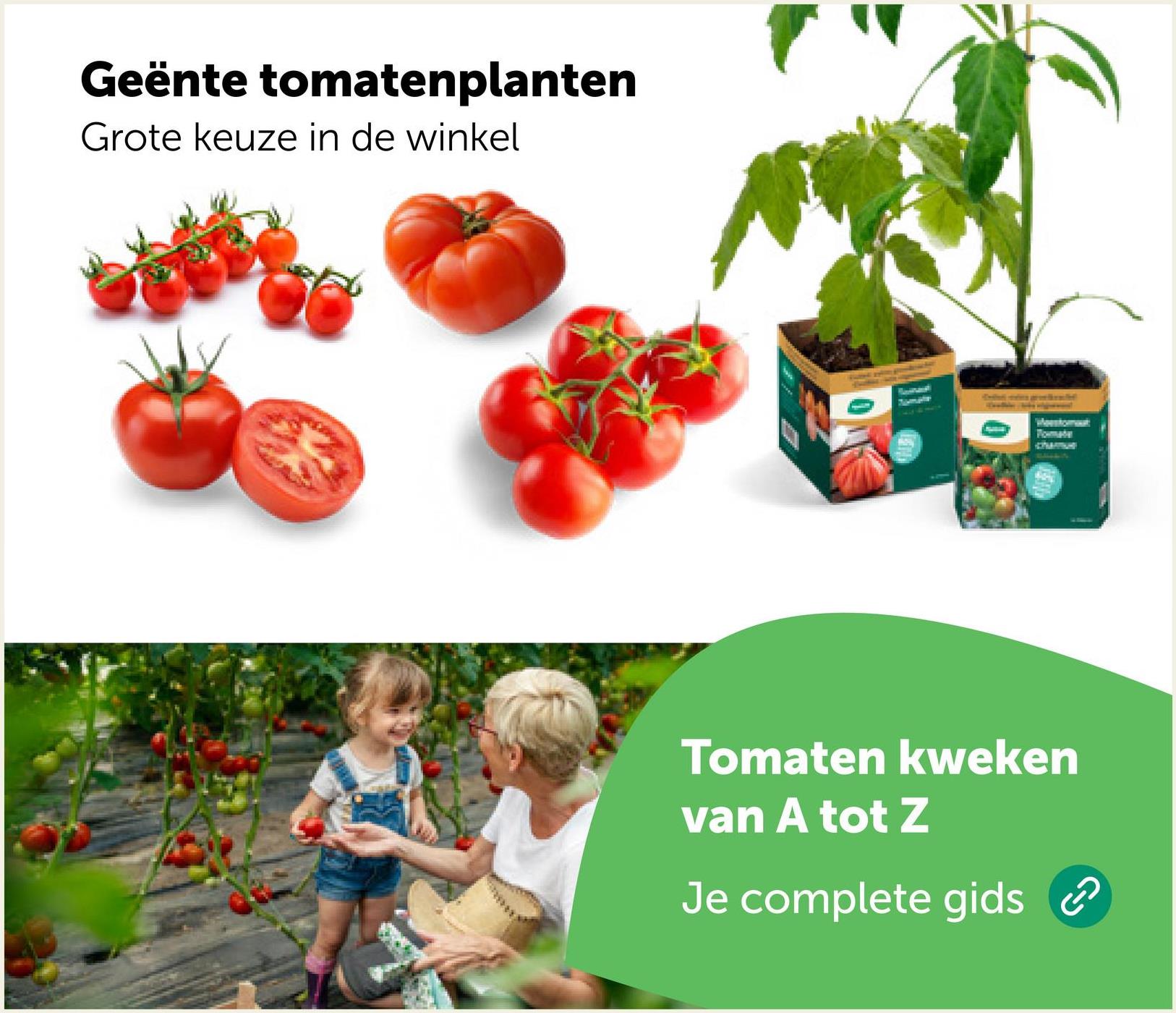 Geënte tomatenplanten
Grote keuze in de winkel
0
Mestomat
Tomaten kweken
van A tot Z
Je complete gids