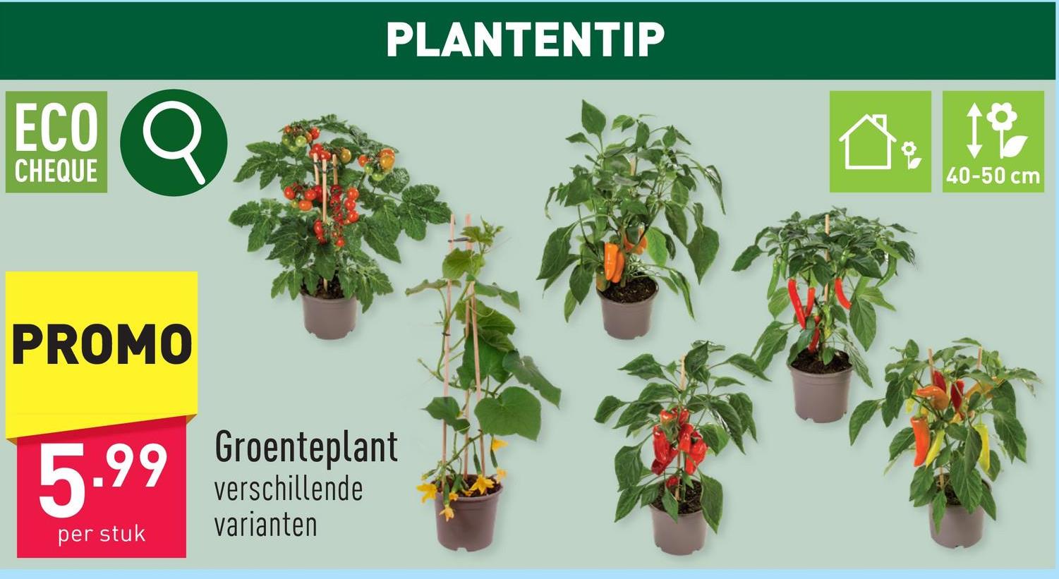 Groenteplant keuze uit verschillende variantenbinnen- of buitenplantplanthoogte: 40-50 cmdiameter pot: 14 cmhalfschaduw2 x per week water geven