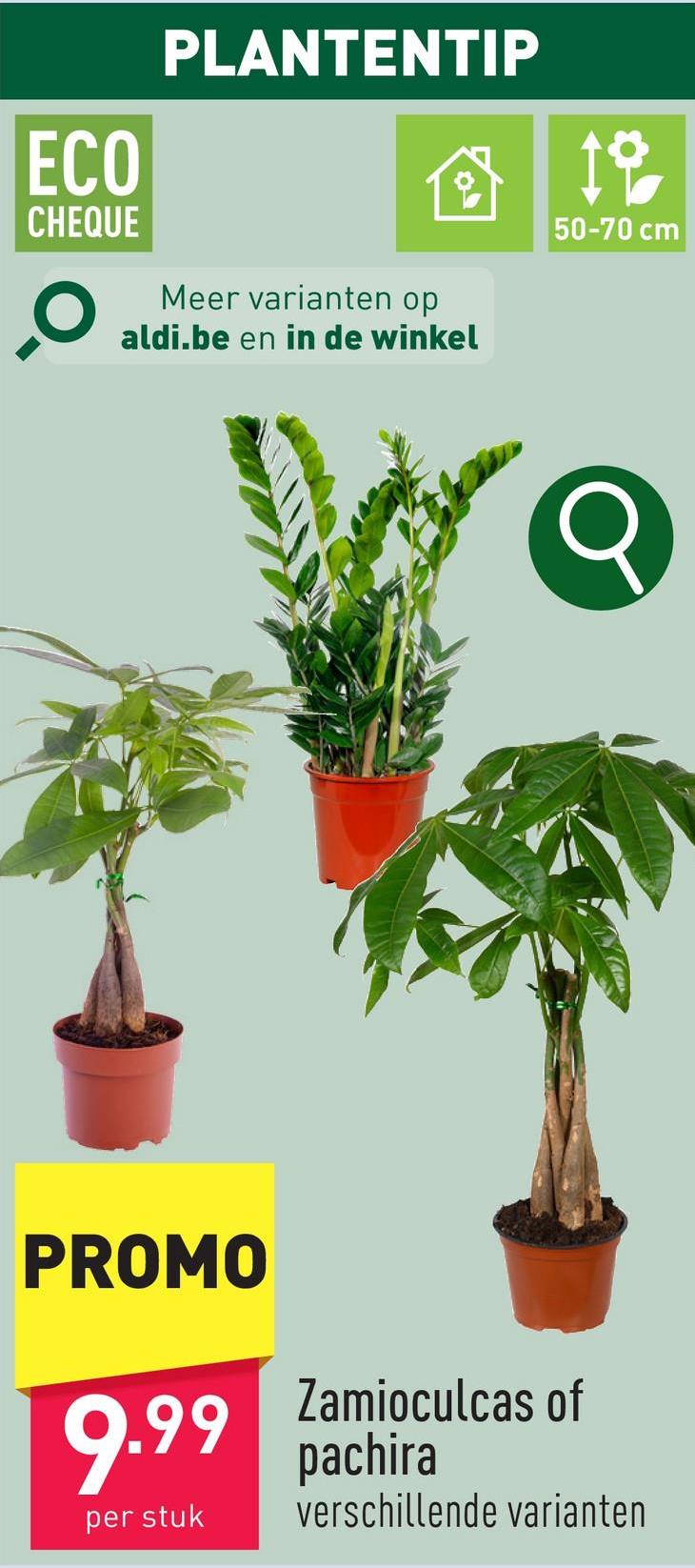 Zamioculcas of pachira kamerplant, diameter kweekpot: 17 cm, planthoogte: 50-70 cm (zamioculcas) of 60-70 cm (pachira), geen direct zonlicht, 1x per week water geven