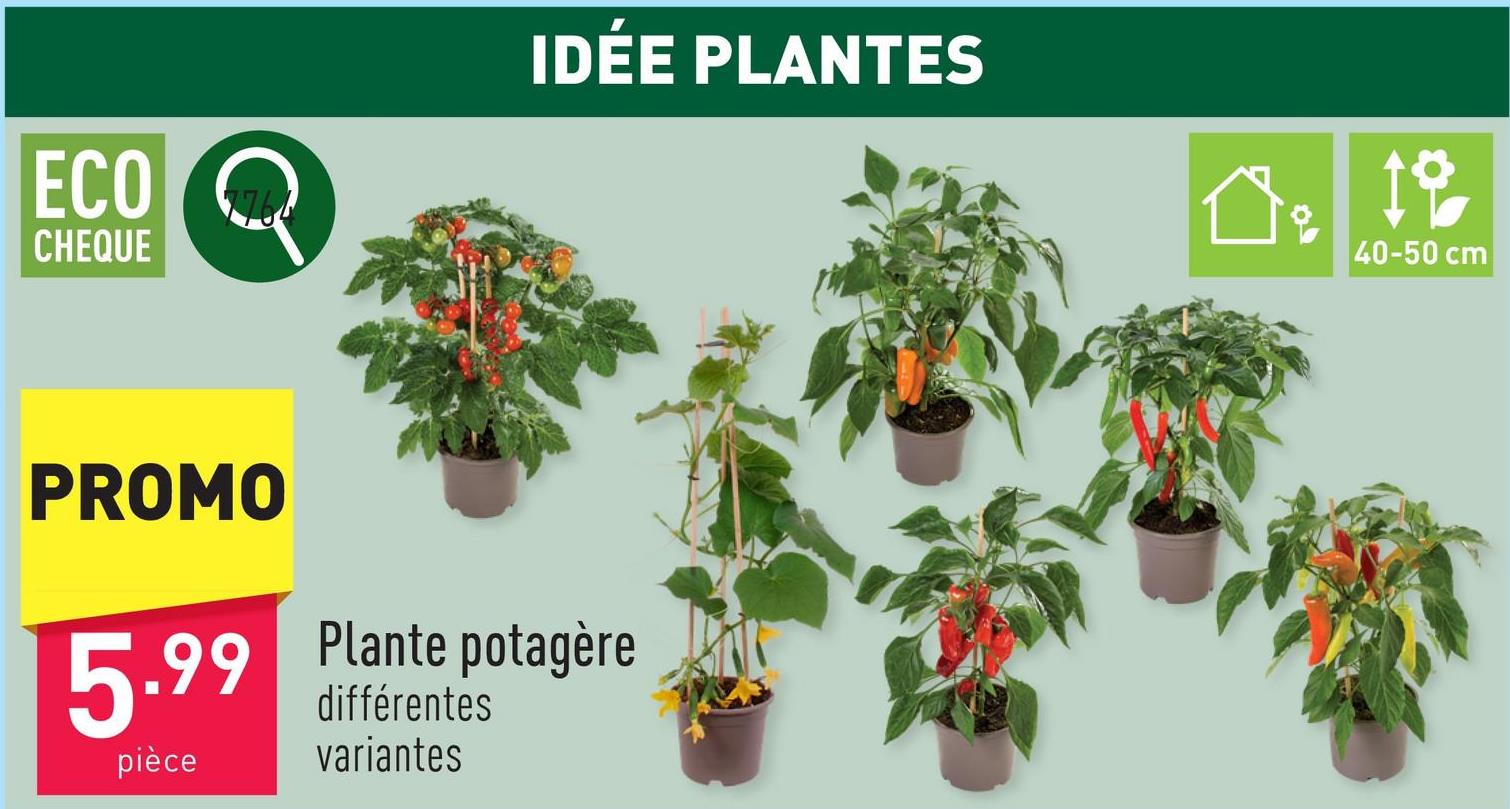 Plante potagère choix entre différentes variantesplante d’intérieur ou d’extérieurhauteur plante : 40-50 cmdiamètre pot : 14 cmmi-ombrearroser 2 x par semaine