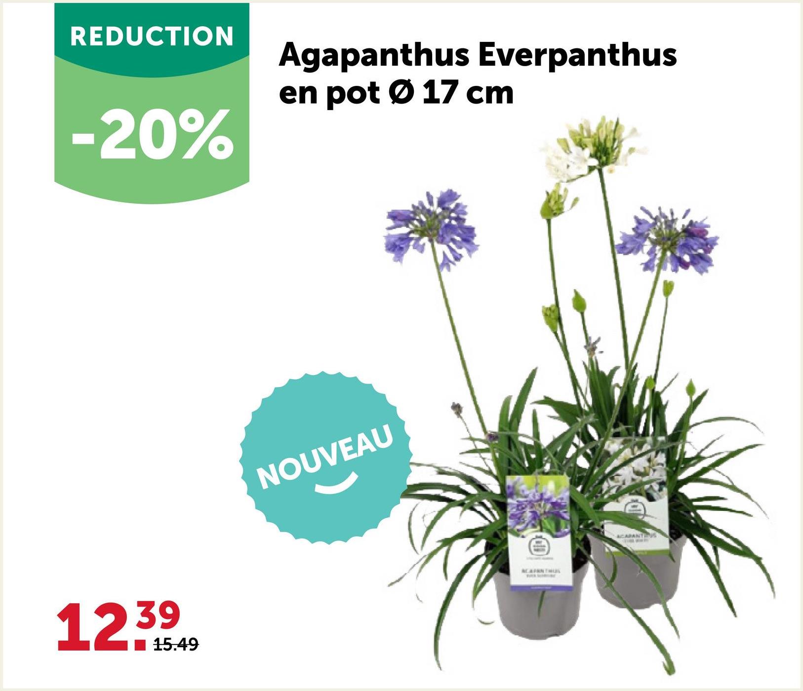 REDUCTION
-20%
Agapanthus Everpanthus
en pot 0 17 cm
12.39
15.49
NOUVEAU
AGAPANTHUS
ACARANTIS