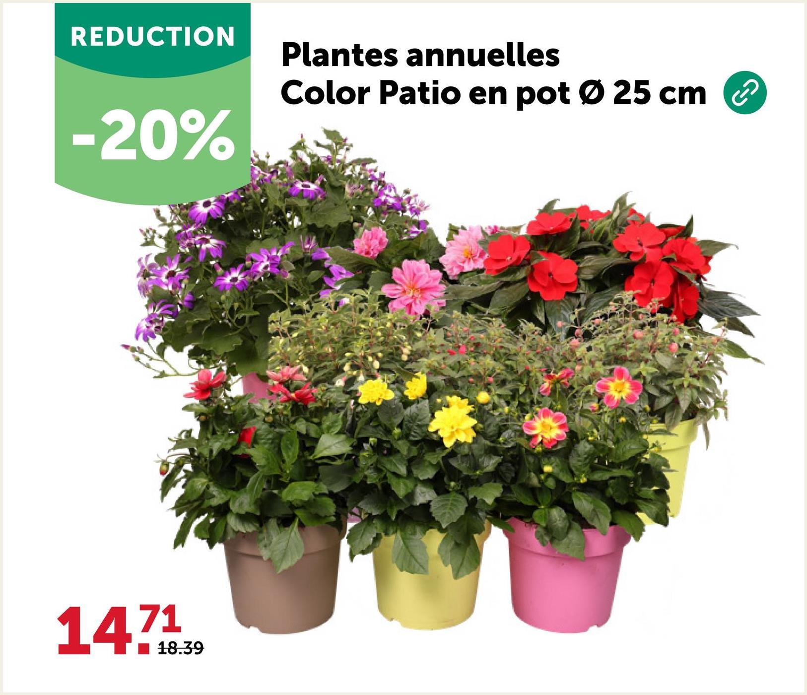REDUCTION
-20%
Plantes annuelles
Color Patio en pot Ø 25 cm ②
147139