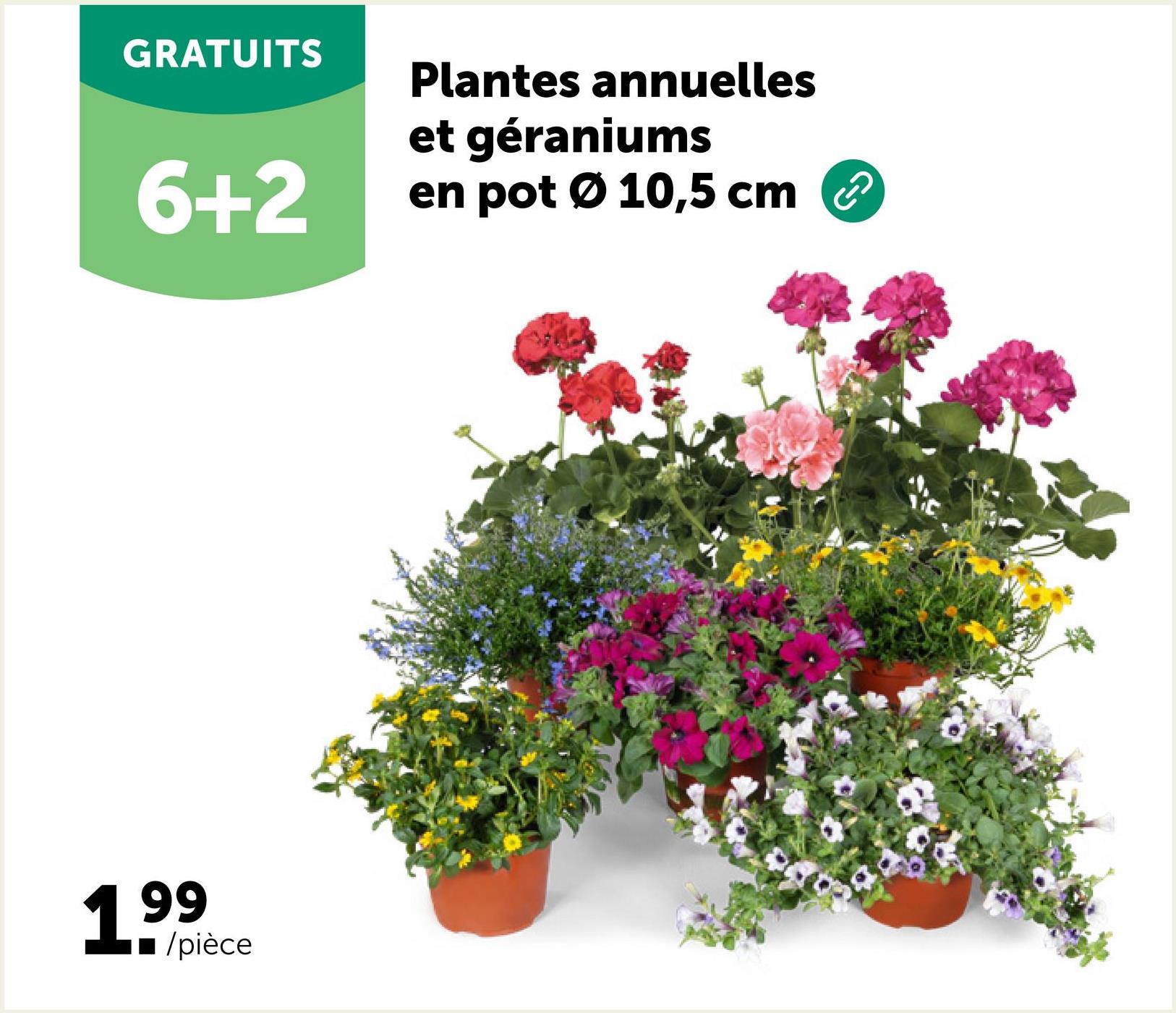 GRATUITS
6+2
Plantes annuelles
et géraniums
en pot Ø 10,5 cm
199 pièce