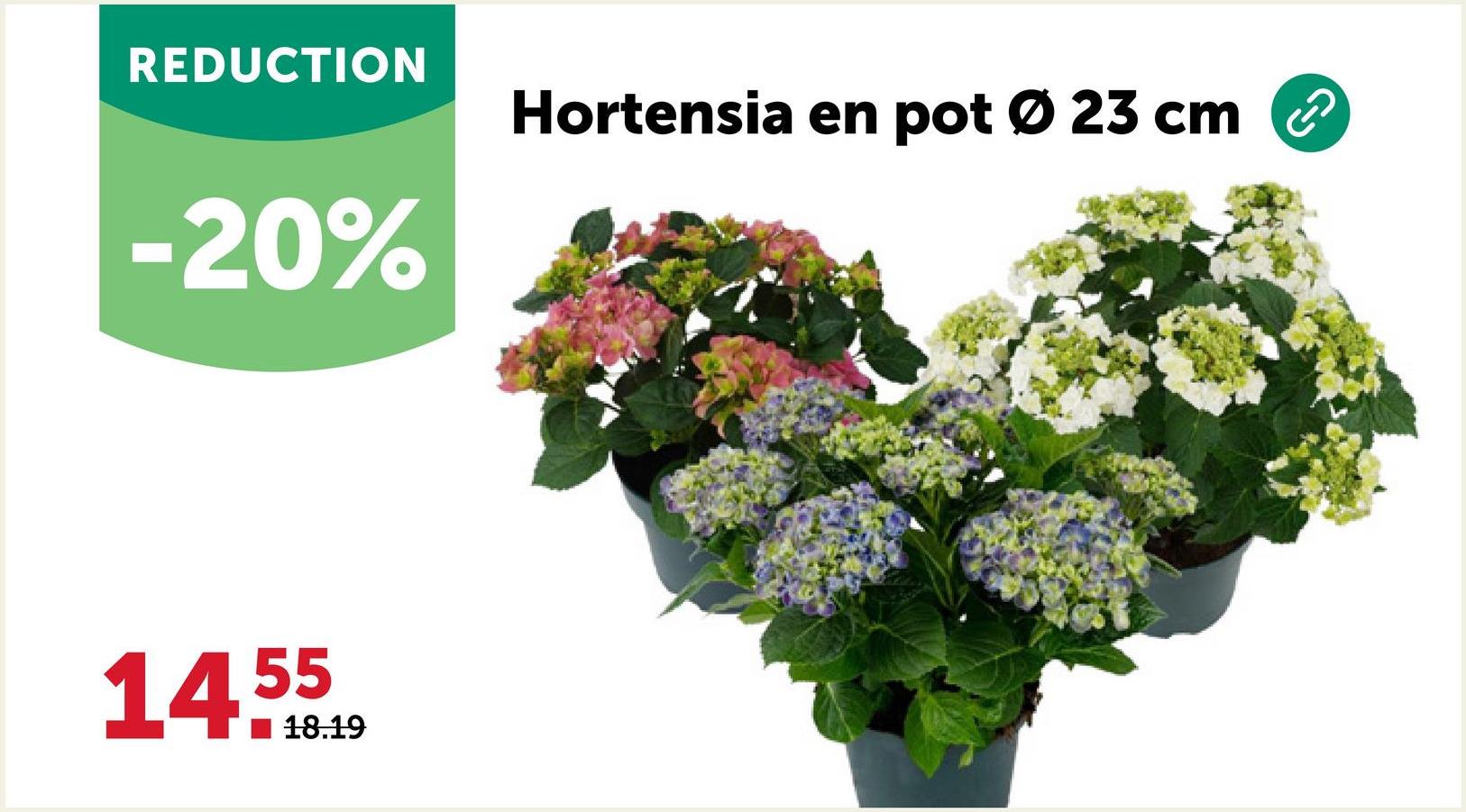 REDUCTION
-20%
55
14.10.19
18.19
Hortensia en pot Ø 23 cm