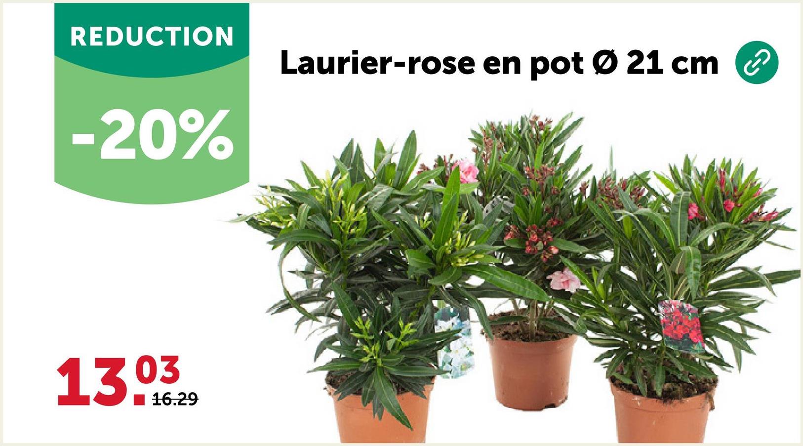REDUCTION
-20%
13.03
16.29
Laurier-rose en pot Ø 21 cm ②