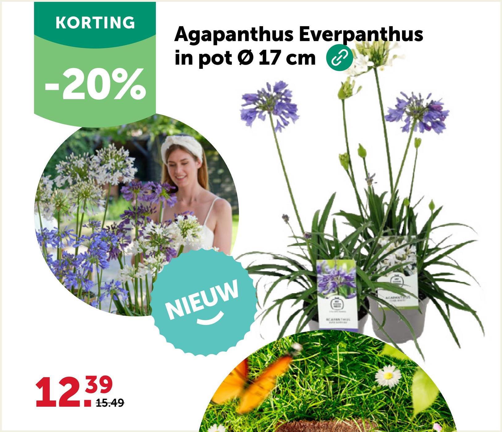 KORTING
-20%
Agapanthus Everpanthus
in pot Ø 17 cm
12.39
15.49
NIEUW
ACAPANTHUS
ACARAN