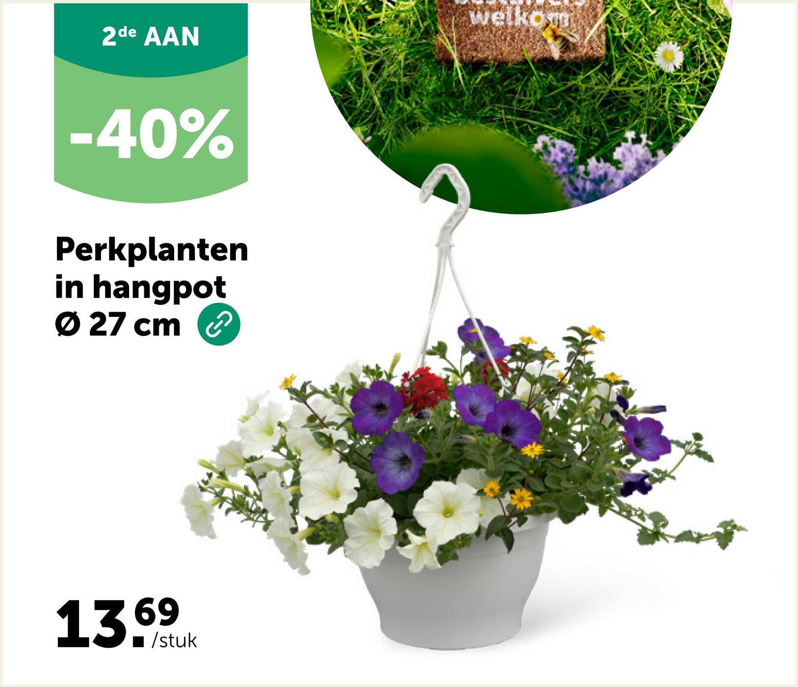 2de AAN
-40%
Perkplanten
in hangpot
Ø 27 cm
13.69
■/stuk
Welkom