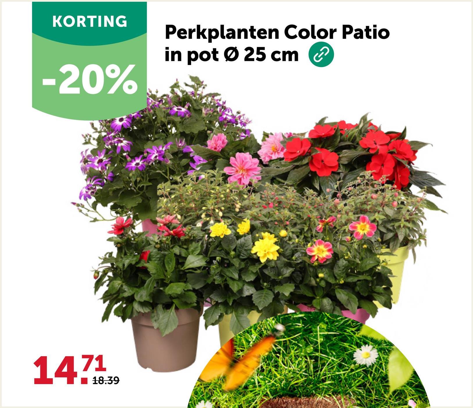 KORTING
-20%
Perkplanten Color Patio
in pot Ø 25 cm
147139
18.39