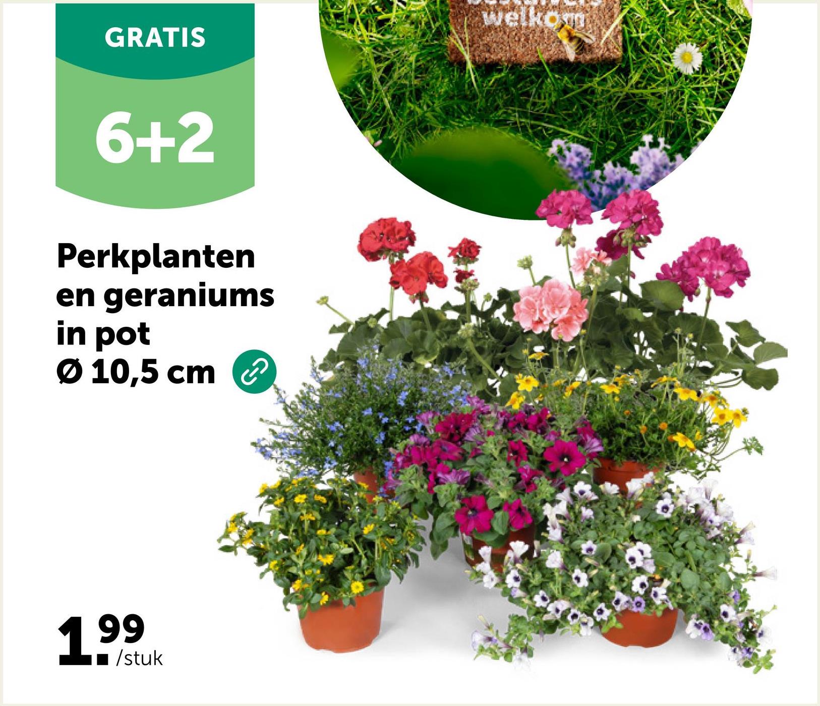GRATIS
6+2
Perkplanten
en geraniums
in pot
Ø 10,5 cm
199
/stuk
Welkom