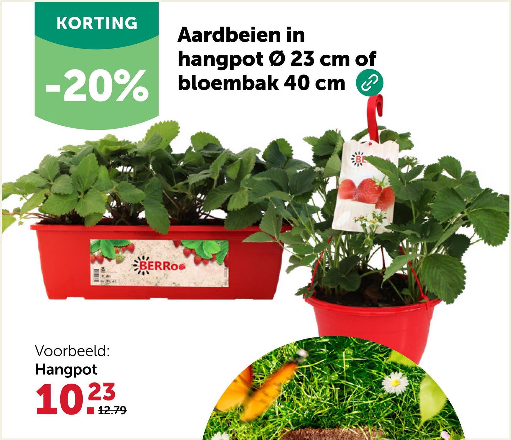 KORTING
Aardbeien in
hangpot Ø 23 cm of
-20% bloembak 40 cm
Voorbeeld:
Hangpot
102379
12.79
BERRO®
BE