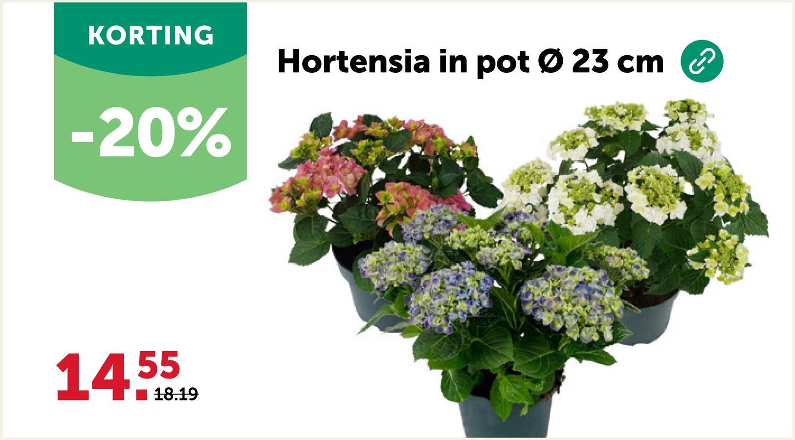 KORTING
-20%
55
14.10.19
18.19
Hortensia in pot Ø 23 cm