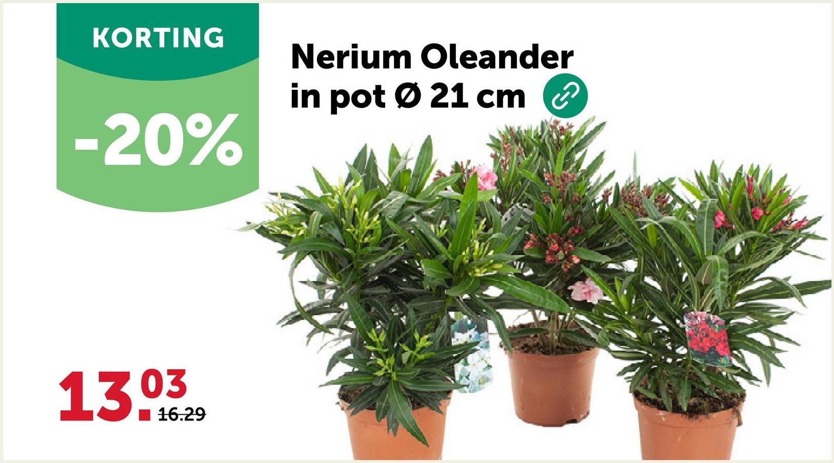 KORTING
-20%
Nerium Oleander
in pot Ø 21 cm
13.03
16.29