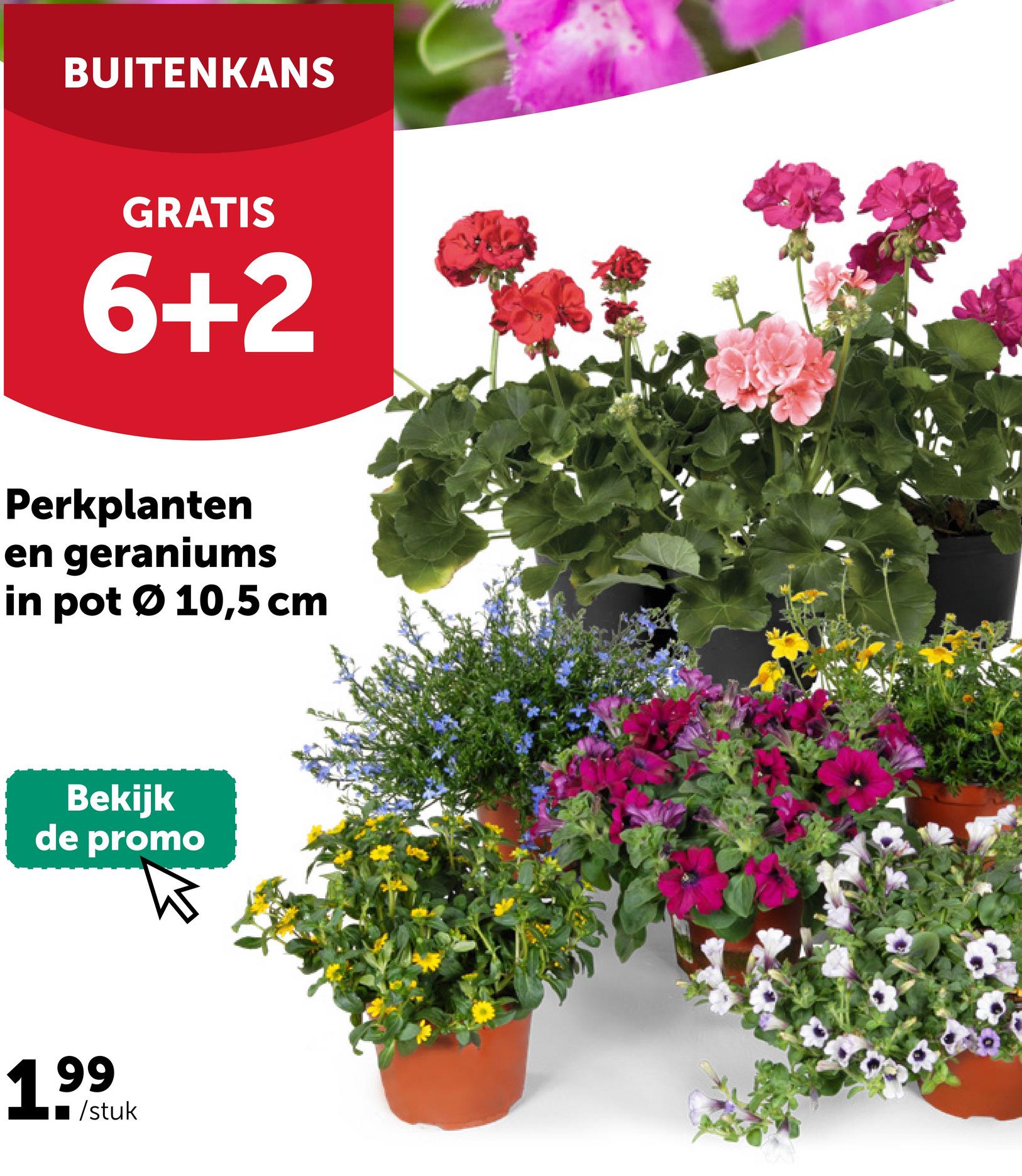 BUITENKANS
GRATIS
6+2
Perkplanten
en geraniums
in pot Ø 10,5 cm
Bekijk
de promo
1999
/stuk