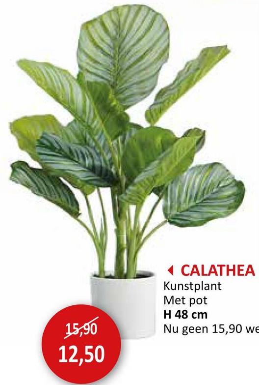 15,90
12,50
◄ CALATHEA
Kunstplant
Met pot
H 48 cm
Nu geen 15,90 we