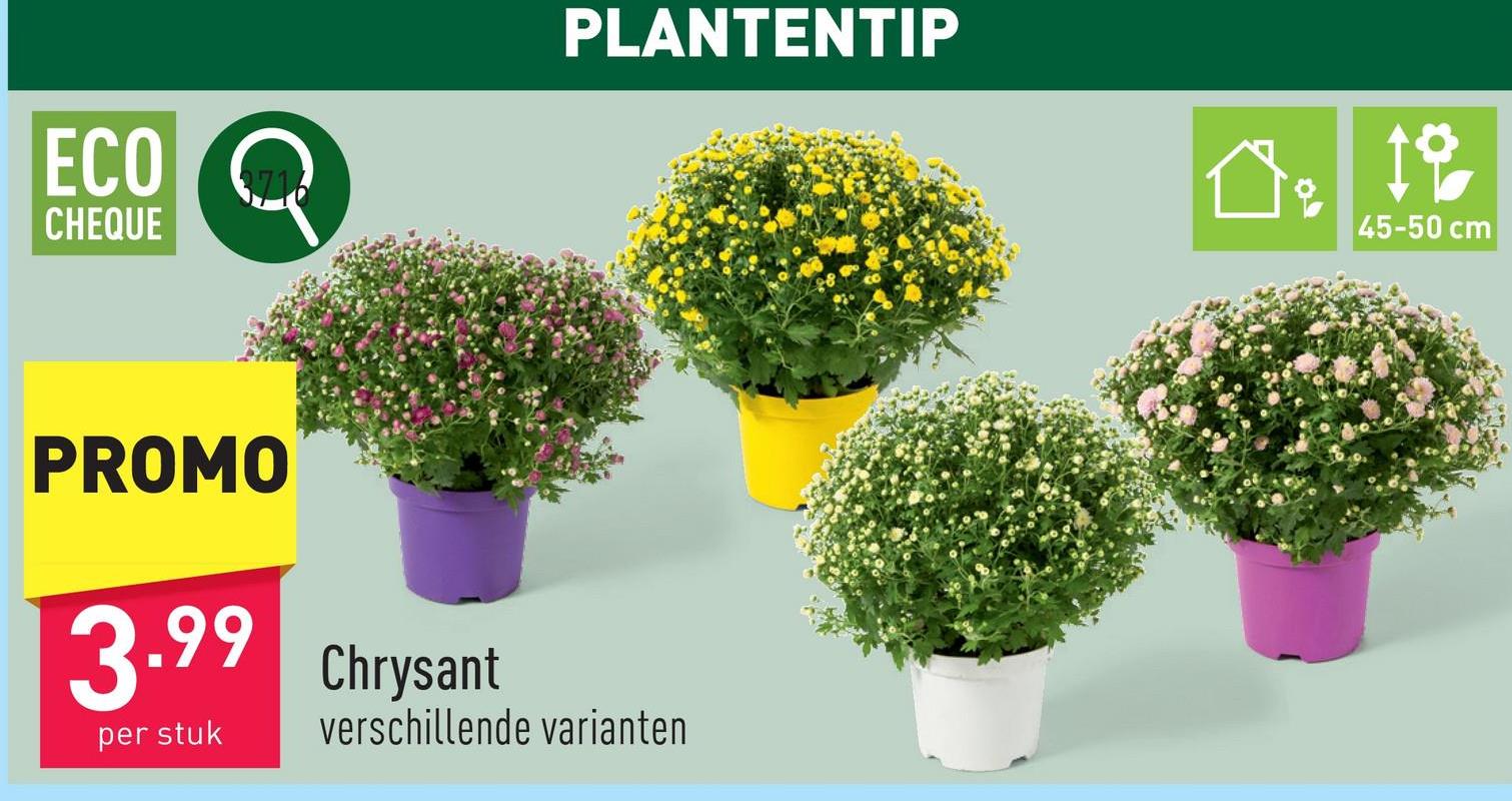 Chrysant keuze uit verschillende variantenbuitenplantplanthoogte: 45-50 cmdiameter kweekpot: 19 cmhalfschaduw2 keer per week water geven