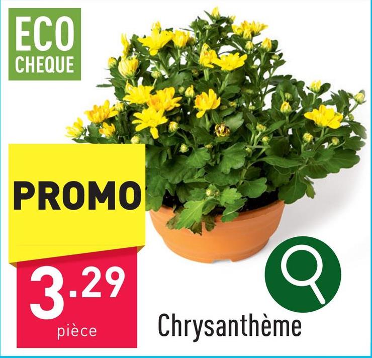 Chrysanthème choix entre différentes variantes, culture belgeplante d'intérieur et d’extérieurdiamètre pot de culture : 21 cmhauteur plante : 25-30 cmmi-soleilarroser 1 à 2 x par semaine