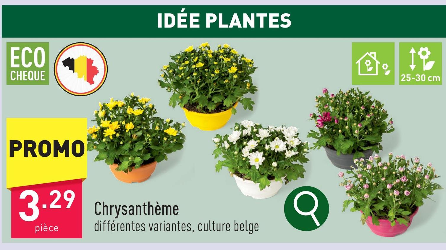 Chrysanthème choix entre différentes variantes, culture belgeplante d'intérieur et d’extérieurdiamètre pot de culture : 21 cmhauteur plante : 25-30 cmmi-soleilarroser 1 à 2 x par semaine