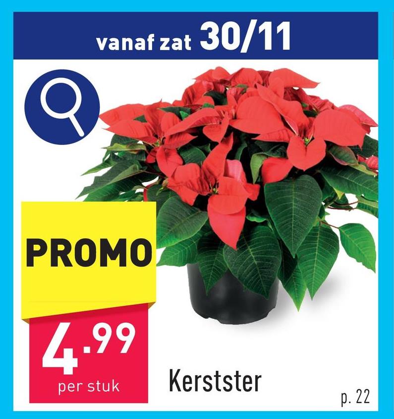 Kerstster kamerplantdiameter plant: 17 cmplanthoogte: 40 cmhalfschaduw2 x per week water geven