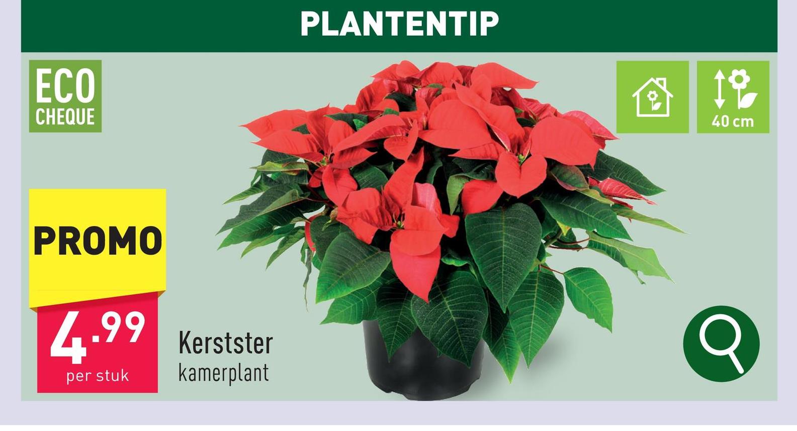 Kerstster kamerplantdiameter plant: 17 cmplanthoogte: 40 cmhalfschaduw2 x per week water geven