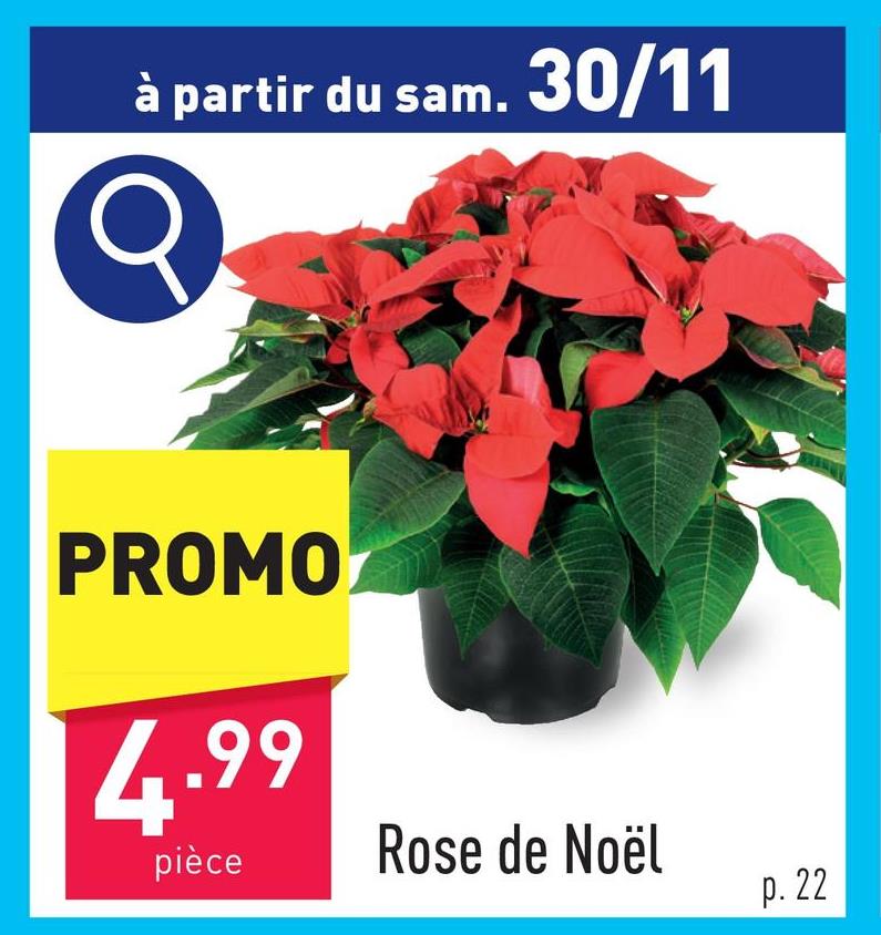 Rose de Noël plante d'intérieurdiamètre plante : 17 cmhauteur plante : 40 cmmi-ombrearroser 2 x par semaine