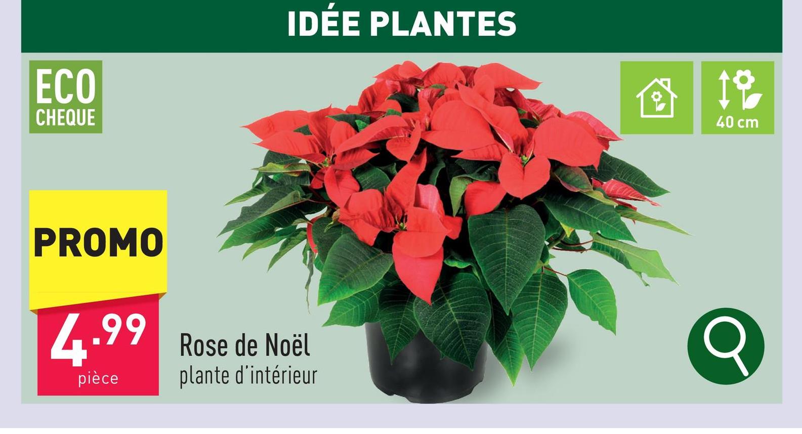 Rose de Noël plante d'intérieurdiamètre plante : 17 cmhauteur plante : 40 cmmi-ombrearroser 2 x par semaine