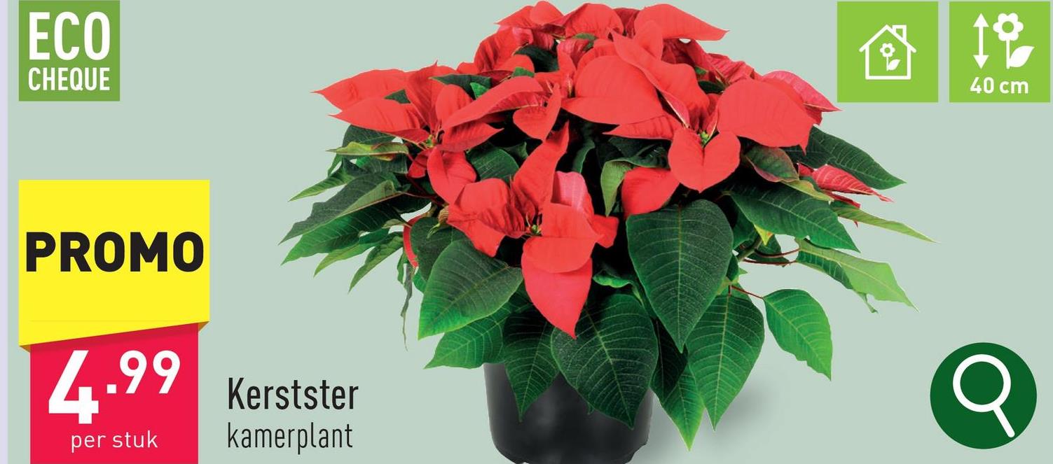 ECO
CHEQUE
PROMO
4.99
per stuk
Kerstster
kamerplant
18
40 cm