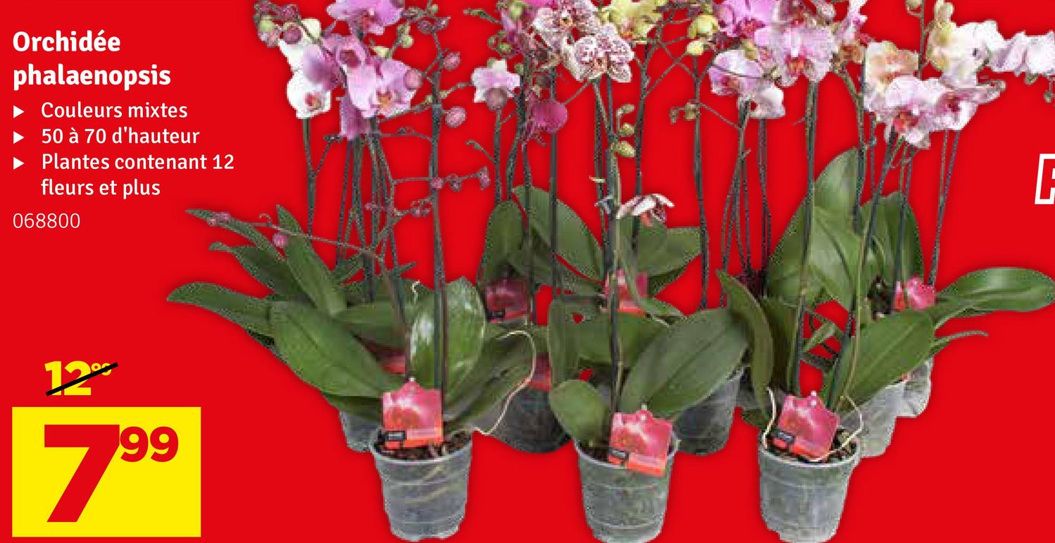 Orchidée
phalaenopsis
Couleurs mixtes
50 à 70 d'hauteur
Plantes contenant 12
fleurs et plus
068800
C
12°
799