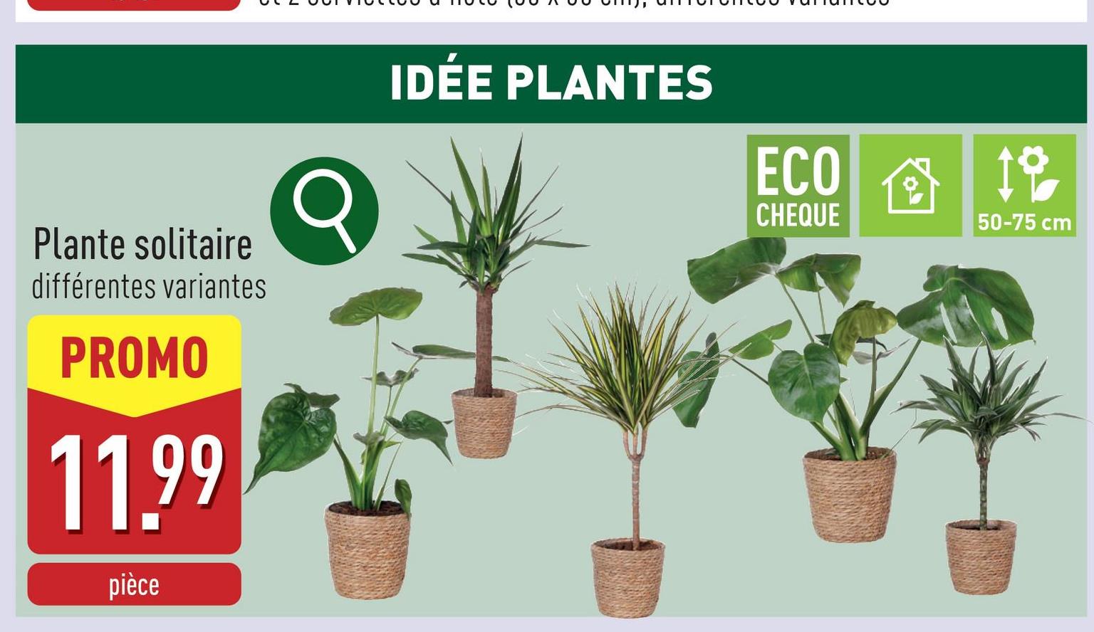 Plante solitaire plante d'intérieur dans un panier en osierhauteur de la plante : 50-75 cmdiamètre : 17 cmmi-soleil/mi-ombrearroser 1 x fois par semainechoix entre différentes variantes