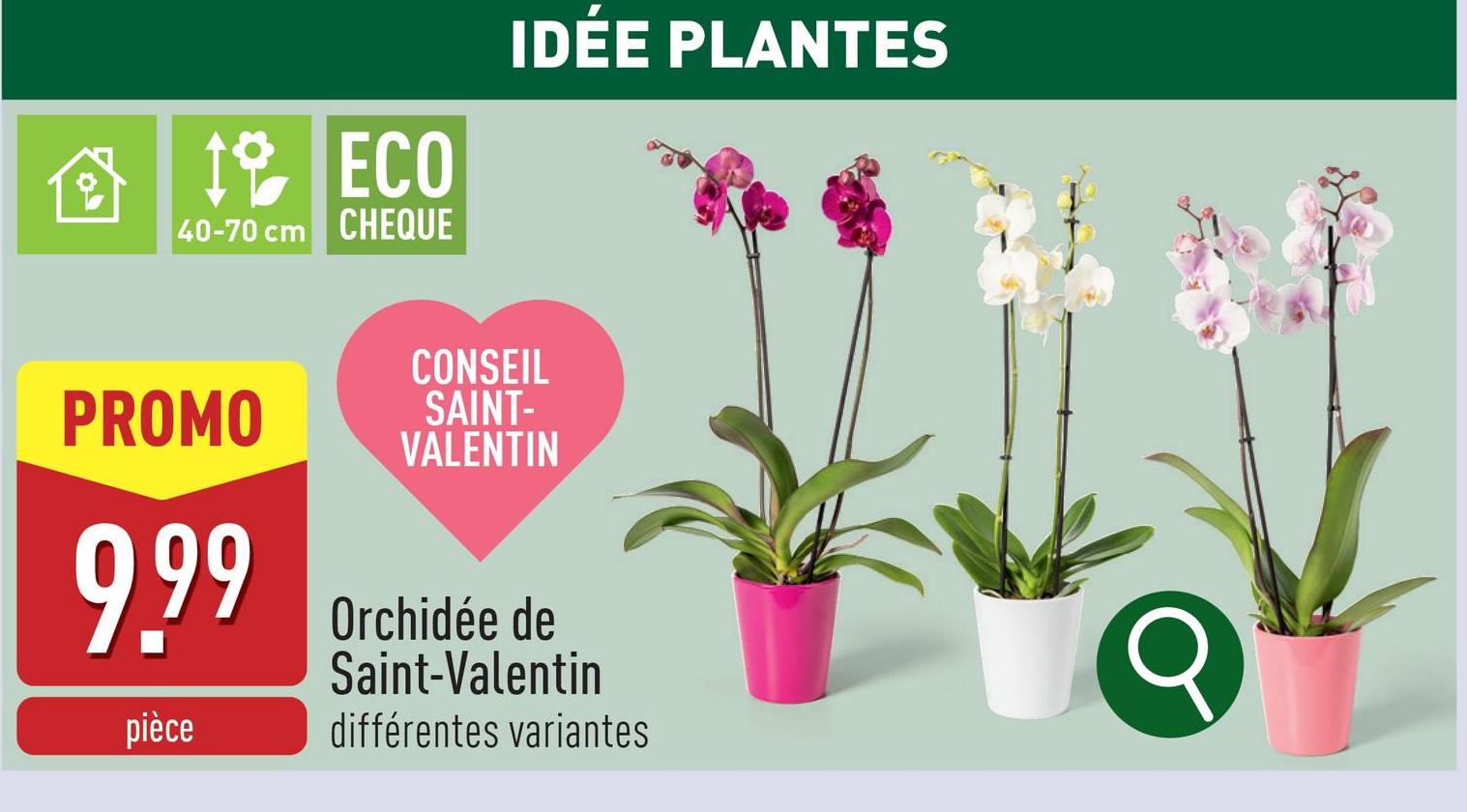 Orchidée de Saint-Valentin phalaenopsis (2 branches), choix entre différentes variantesplante d'intérieurhauteur de la plante : 40-70 cm