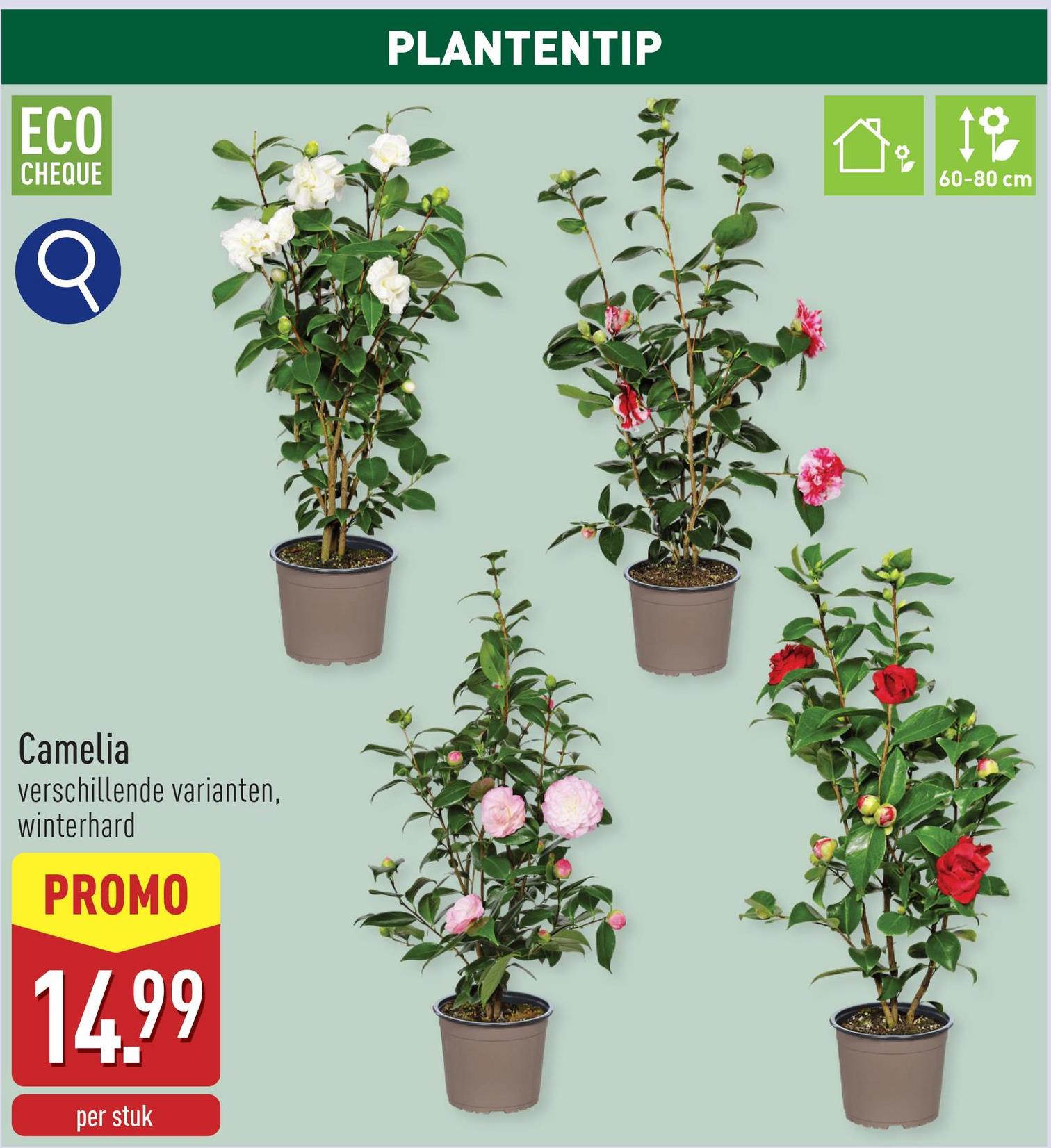 Camelia keuze uit verschillende variantenwinterhardbuitenplantdiameter kweekpot: 18 cmplanthoogte: 60-80 cmhalfschaduw1 x per week water geven