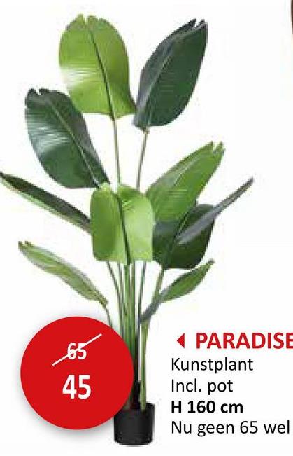 65
45
PARADISE
Kunstplant
Incl. pot
H 160 cm
Nu geen 65 wel