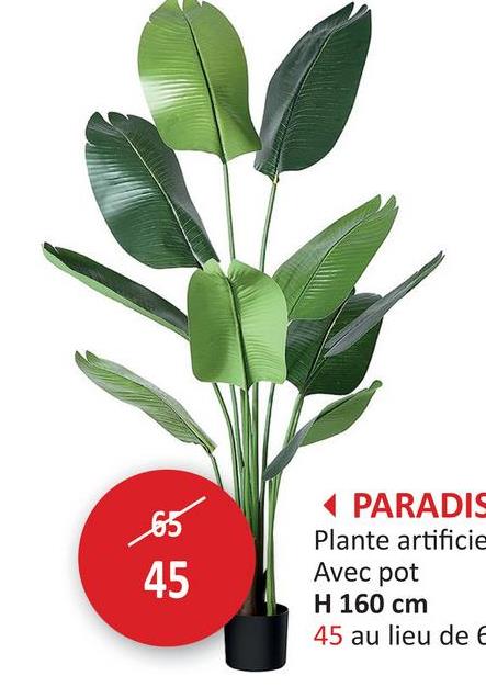 45
45
PARADIS
Plante artificie
Avec pot
H 160 cm
45 au lieu de E