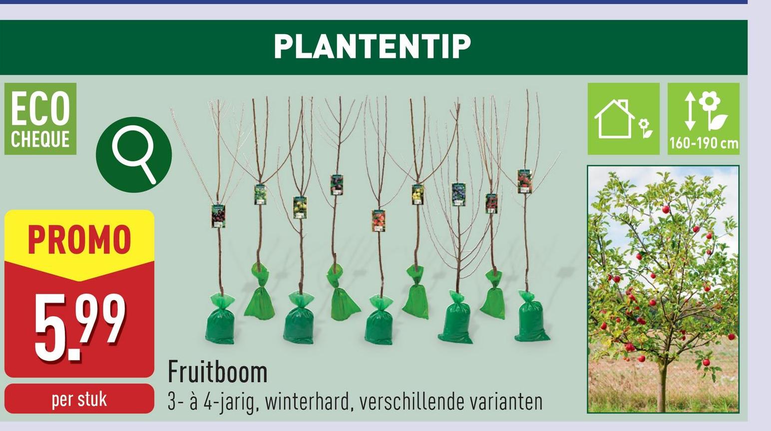 Fruitboom 3- à 4-jariglaagstamwinterhardkeuze uit verschillende variantenbuitenplantplanthoogte: 160-190 cmhalfzon