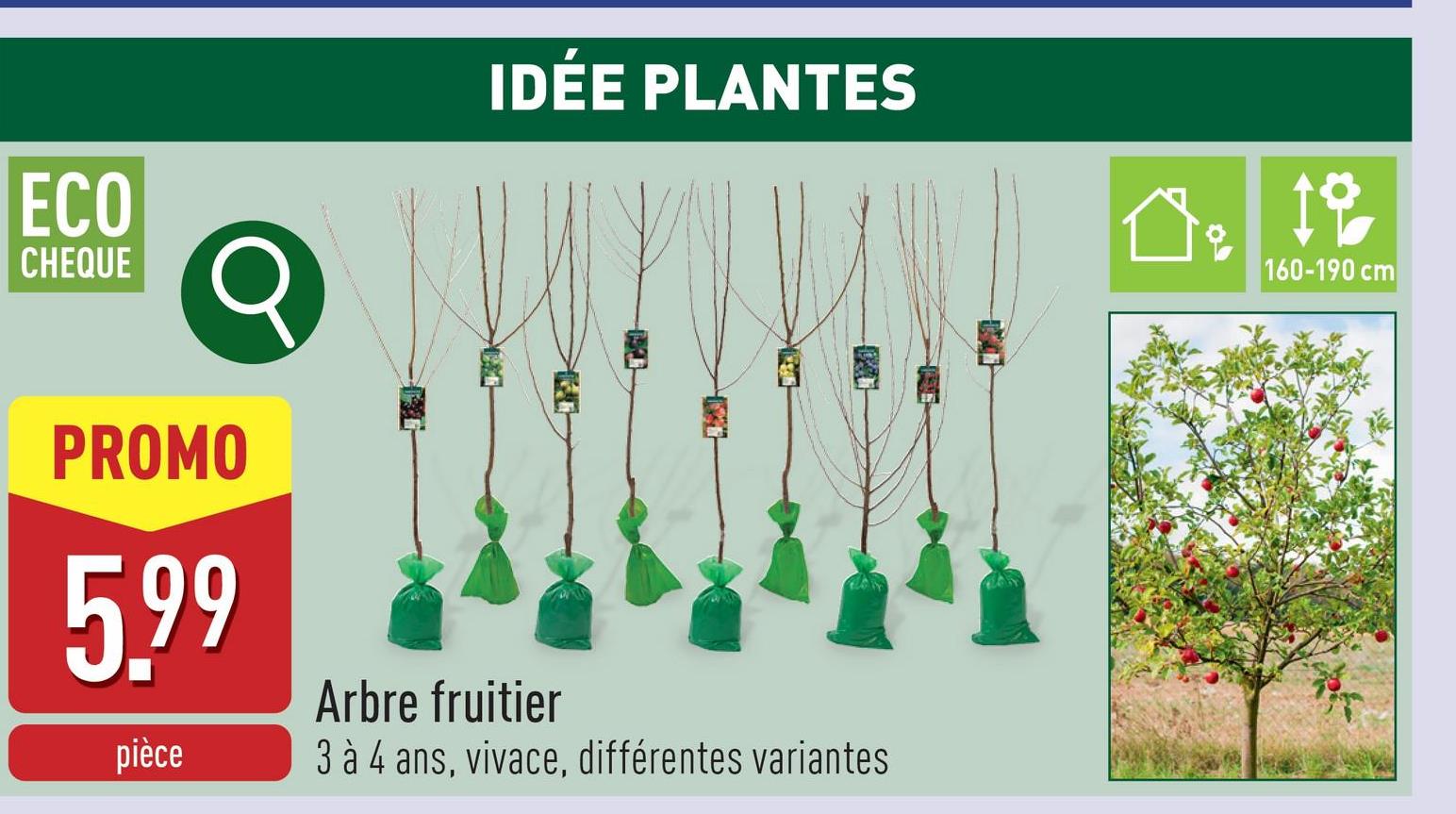 Arbre fruitier 3 à 4 ansbasse-tigevivacechoix entre différentes variantesplante d'extérieurhauteur de la plante : 160-190 cmmi-soleil