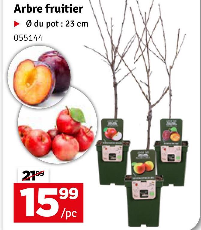 Arbre fruitier
Ø du pot : 23 cm
055144
2199
15%