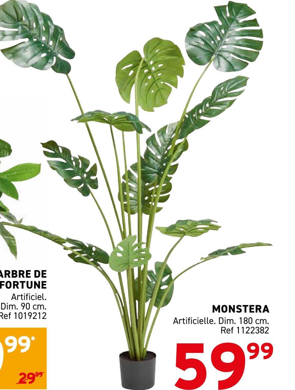 ARBRE DE
FORTUNE
Artificiel.
Dim. 90 cm.
Ref 1019212
99*
2999
MONSTERA
Artificielle. Dim. 180 cm.
Ref 1122382
5999