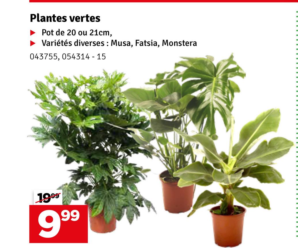 Plantes vertes
Pot de 20 ou 21cm,
Variétés diverses: Musa, Fatsia, Monstera
043755, 054314-15
1999*
999