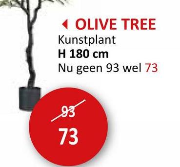 OLIVE TREE
